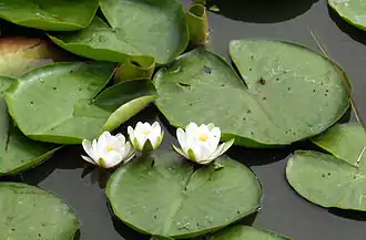Кувшинка белая Nymphaea alba