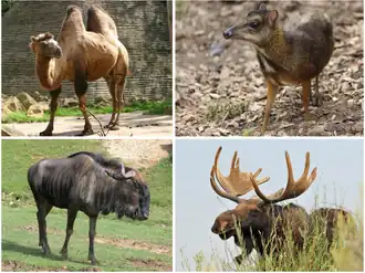 Верхний ряд: бактриан, малый оленёк;
Нижний ряд: голубой гну, европейский лось.