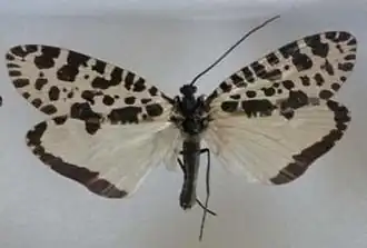 Ручейник бабочковидный