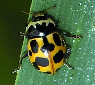 Semiadalia notata