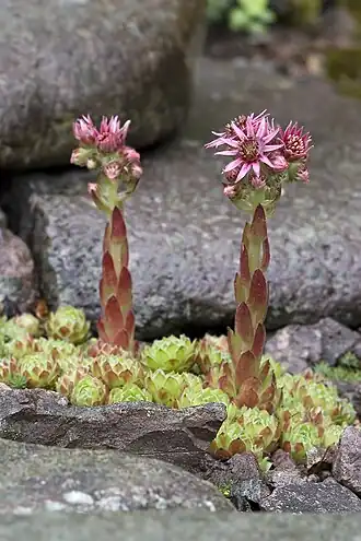 Sempervivum minutum. Общий вид растения