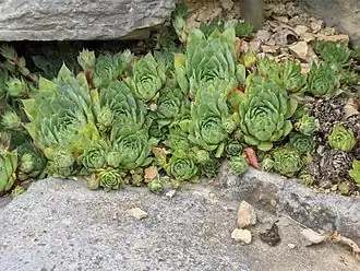 Молодило кровельное (Sempervivum tectorum)