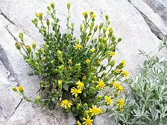 Цветущий S. fremontii, var. fremontii