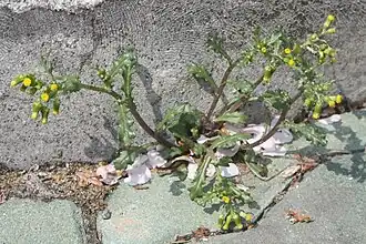 Крестовник обыкновенный (Senecio vulgaris), типовой вид типового рода трибы