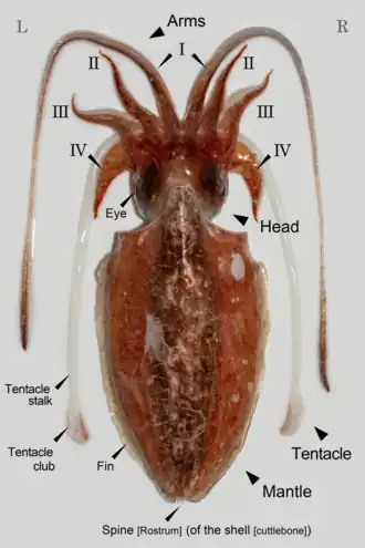 Doratosepion lorigerum