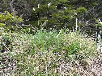 Сеслерия голубая — типовой вид рода. Австрия