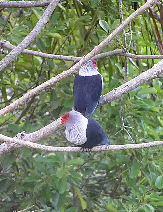 Сейшельский синий голубь
