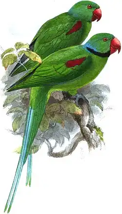 Самка выше, самец ниже