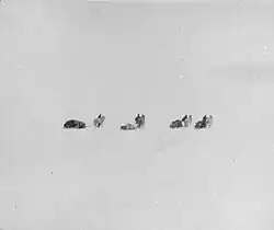 Шеклтон, Уайлд, Адамс и Маршалл со своими пони на старте. 1 ноября 1908 года