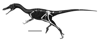 Скелетная реконструкция. Отрезок равен 20 см