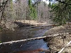 Шокша в апреле 2024