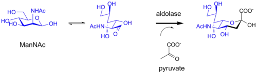 Biosynthesis of sialic acid by a bacterial aldolase enzyme.