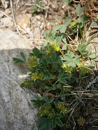 Сиббальдия простёртая (Sibbaldia procumbens)