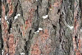 Кора лиственницы сибирской