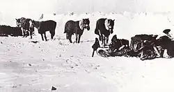 Пони Скотта на привале под защитой снежного вала