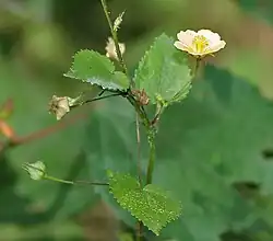 Sida cordata