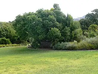 Сидероксилон неколючий