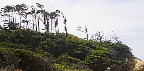 Прибрежное криволесье