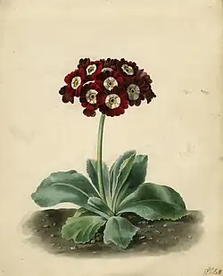 Джеймс Силлетт. Merry's Pompadour Auricula (без даты), карандаш и акварель (с гуммиарабиком) на бумаге, коллекции музеев Норфолка