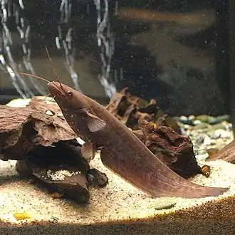 Silurus lithophilus
