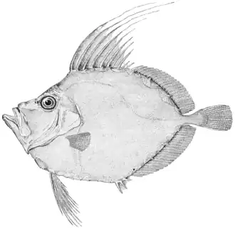 Zenopsis conchifera. Иллюстрация Джорджа Брауна Гуда