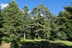 Место поселения каменного века «Синди-Лодья I»