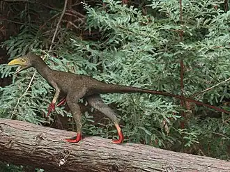 Синокаллиоптерикс