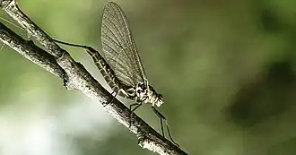 Самка (имаго)