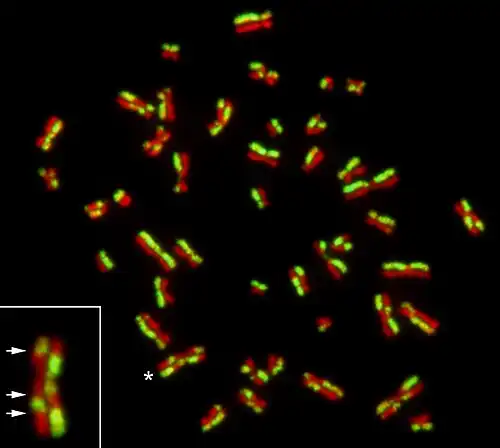 Сестринские хроматидные обмены в ЭСК человека.