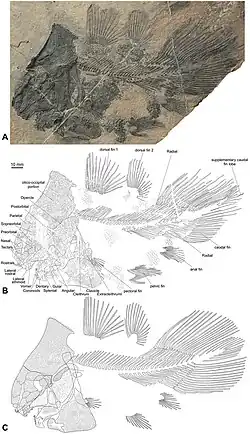 Голотип и скелетная реконструкция F. maxkuhni