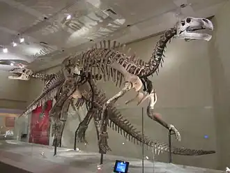 Jintasaurus