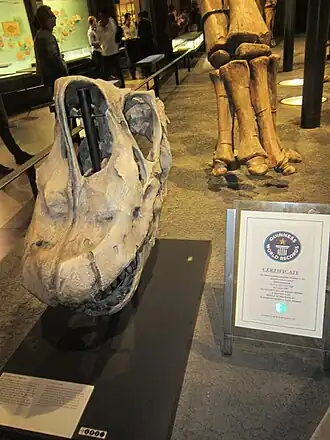 Череп в Берлинском музее, справа — сертификат Книги рекордов Гиннесса