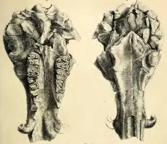 Череп Merycopotamus dissimilis
