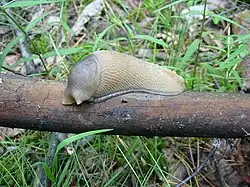 Светлая окраска