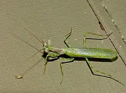 Miomantis binotata