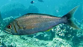 Вильчатый афарей (Aphareus furca)