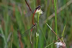 самка формы typica
