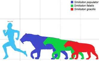 Красный — Smilodon gracilis