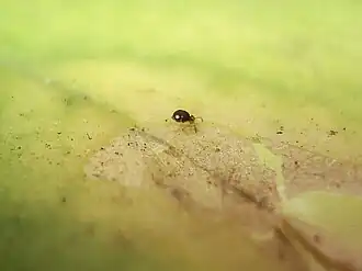 Sminthurinus bimaculatus