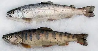 Вверху — покатная молодь (смолт), внизу — молодь, не готовая к покатной миграции (пестрятка).
