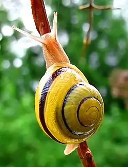 Cepaea hortensis