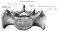 Крестцовый позвонок, вид сверху
