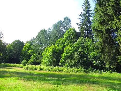 Поляна в парке