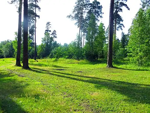 Сосны в парке