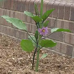 Цветущий баклажан