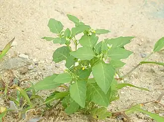 Паслён чёрный. Типовой вид типового рода
