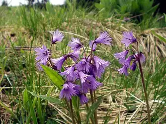 Soldanella alpina
