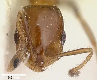 Solenopsis oculata