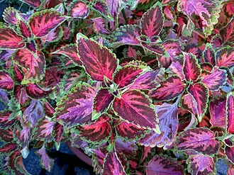 'Wizard Coral Sunrise'