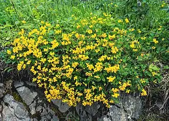 Лядвенец рогатыйОбщий вид цветущего растения